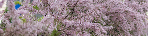 Tamarix tetrandra in bloei