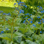 Bloemen blauw kleuren tuin 
