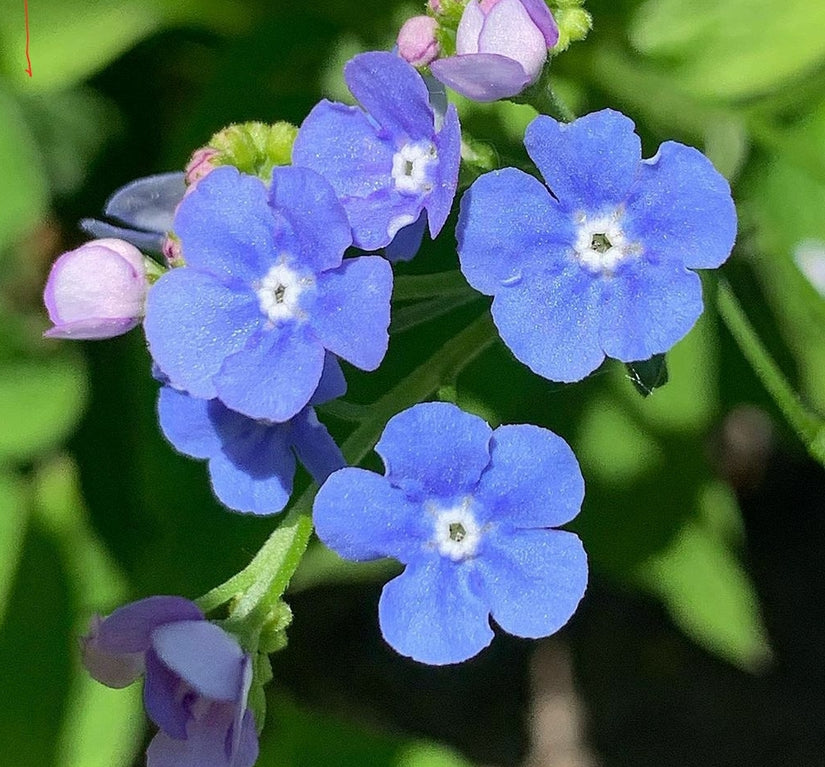 Vergeet mij niet blauw borderpakket bloeiende vaste planten zon