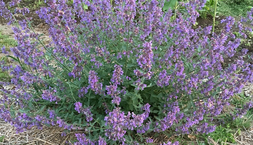 Kattenkruid walkers low tuinplanten lavendelachtig droge grond