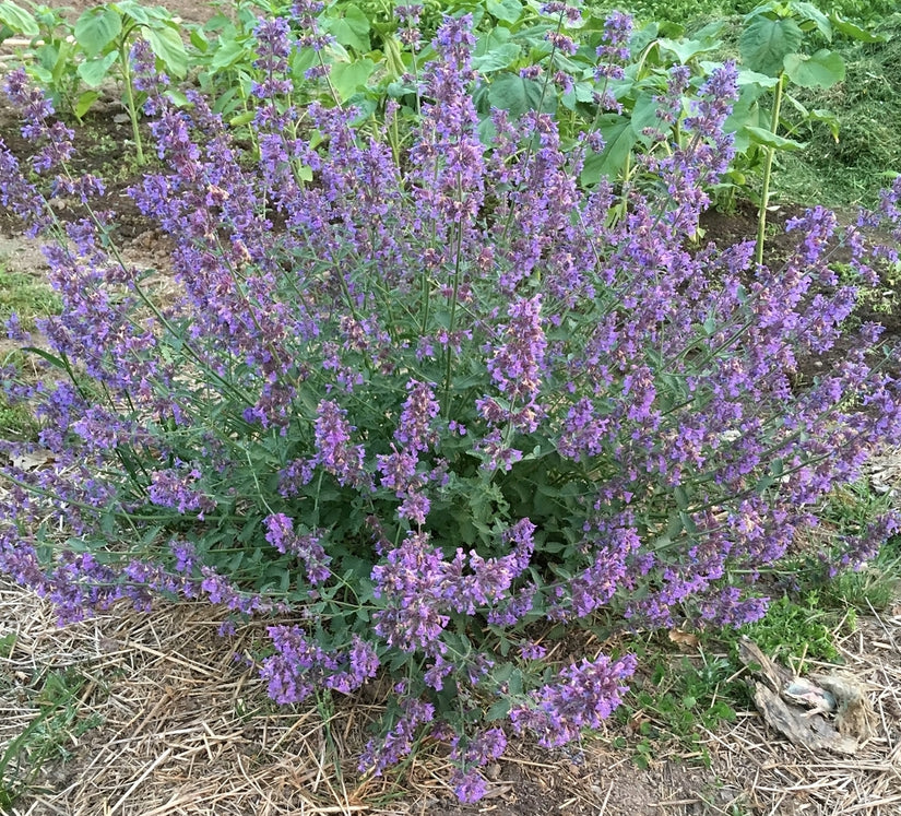 Kattenkruid walkers low tuinplanten lavendelachtig droge grond