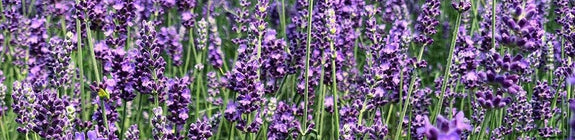 lavendel lavandula hidcote tuinplant ruikt heerlijk 