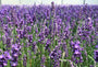 lavendel lavandula hidcote tuinplant ruikt heerlijk 