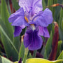 vaste planten lis paars joanna klant foto bedankt