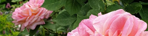 Roze klimrozen kopen yarinde kwaliteit rozen