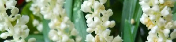 Witte bloemen siergras liriope white monroe