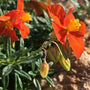 Vlindertuin nagelkruid oranje 