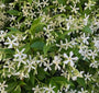 toscaanse jasmijn witte bloemen heerlijke geuren
