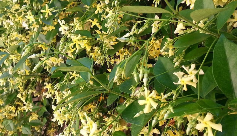 Toscaanse jasmijn geel