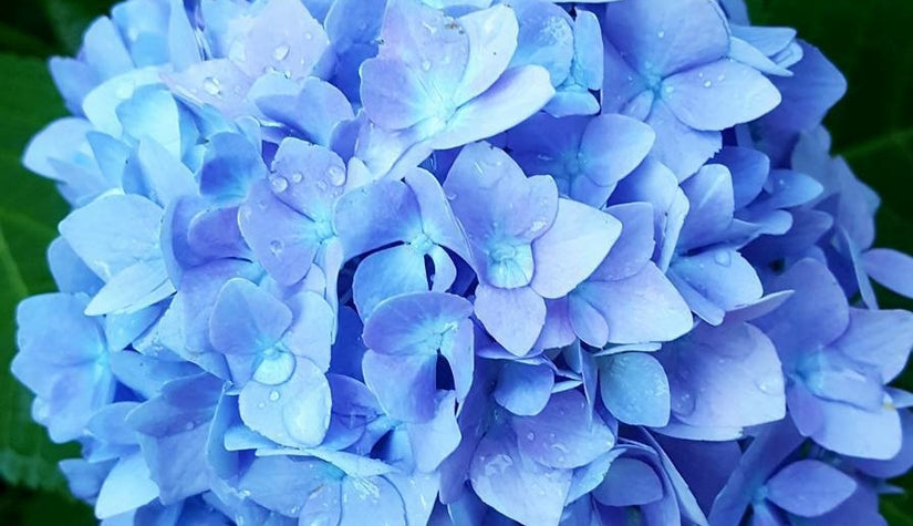 Nikko blue hortensia voor de schaduw