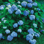 Hortensia blauwe bloemen zuurminnende struik