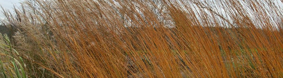 Siergrassen borders winterbeeld prachtige tuinplanten