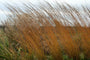 Siergrassen borders winterbeeld prachtige tuinplanten