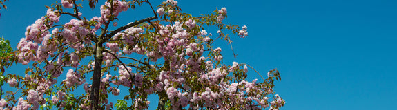 treursierkers-hoogstam-Prunus-serrulata-Kiku-shidare.jpg