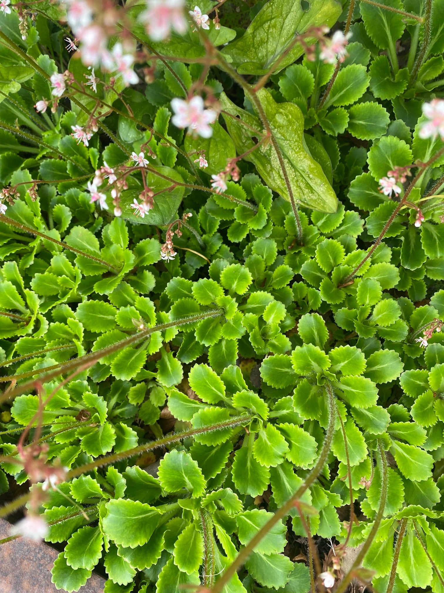 Schildersverdriet - Saxifraga x urbium plant