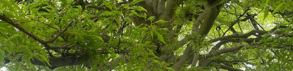 Varenbeuk - Fagus sylvatica 'Aspleniifolia'