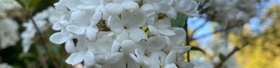 viburnum eskimo bloei