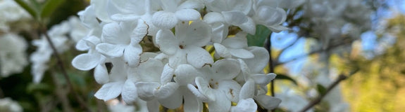 viburnum eskimo bloei