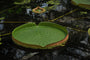 Victoria amazonica