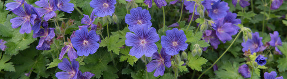 violetblauwe Ooievaarsbek - Geranium x magnificum