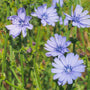 wilde-chichore-bloemen-blauw.jpg