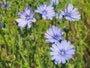 wilde-chichore-bloemen-blauw.jpg