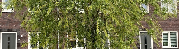wilgen-boom-Salix-babylonica.jpg