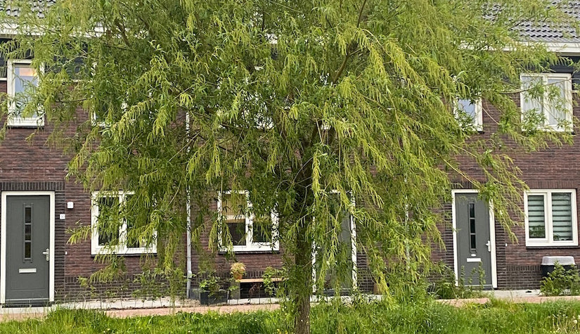 wilgen-boom-Salix-babylonica.jpg