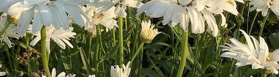 tuinplanten wit bloeiende vaste planten