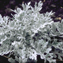 tuinplanten zilverblad senecio