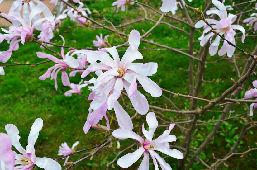 zuil-boom-Magnolia-loebneri-Leonard-Messel.jpg